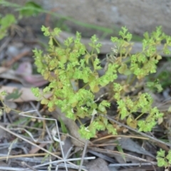 Euphorbia peplus at Wamboin, NSW - 23 Nov 2019