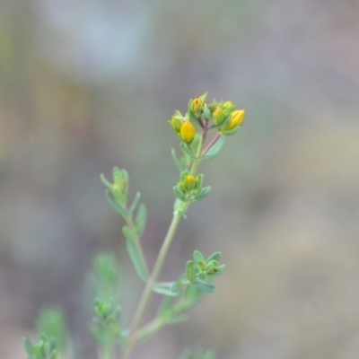 Hypericum perforatum (St John's Wort) at Wamboin, NSW - 23 Nov 2019 by natureguy