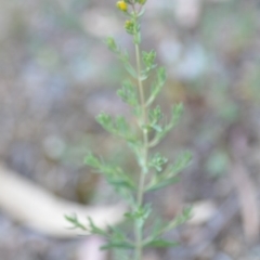 Hypericum perforatum at Wamboin, NSW - 23 Nov 2019