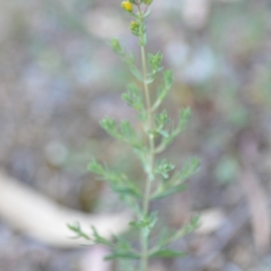 Hypericum perforatum at Wamboin, NSW - 23 Nov 2019