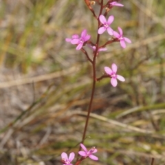 Stylidium graminifolium (grass triggerplant) at Berry, NSW - 10 Nov 2017 by gerringongTB