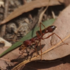 Myrmecia gulosa (Red bull ant) at Berry, NSW - 14 Nov 2017 by gerringongTB