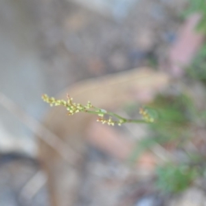 Rumex acetosella at Wamboin, NSW - 23 Nov 2019 09:58 PM