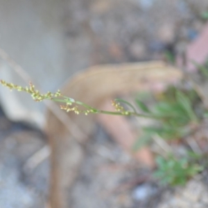 Rumex acetosella at Wamboin, NSW - 23 Nov 2019