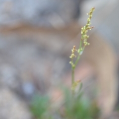 Rumex acetosella at Wamboin, NSW - 23 Nov 2019