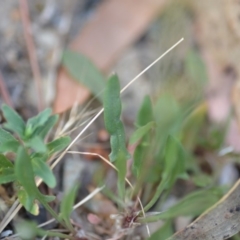 Rumex acetosella at Wamboin, NSW - 23 Nov 2019 09:58 PM