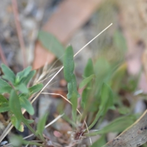 Rumex acetosella at Wamboin, NSW - 23 Nov 2019 09:58 PM