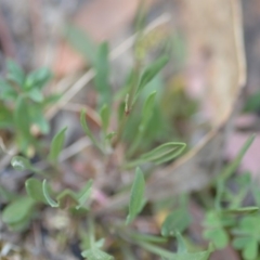 Rumex acetosella at Wamboin, NSW - 23 Nov 2019 09:58 PM