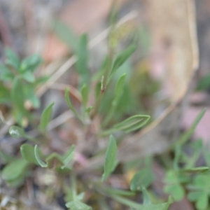 Rumex acetosella at Wamboin, NSW - 23 Nov 2019 09:58 PM