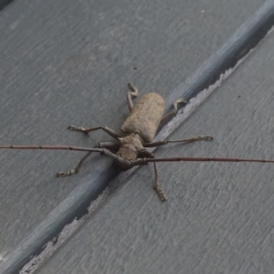 Acalolepta sp. (Longhorn beetle) at Shoalhaven Heads, NSW - 20 Oct 2017 by gerringongTB