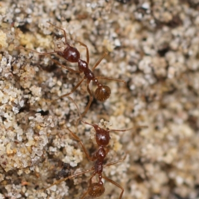 Aphaenogaster longiceps (Funnel ant) at Berry, NSW - 17 Nov 2017 by gerringongTB