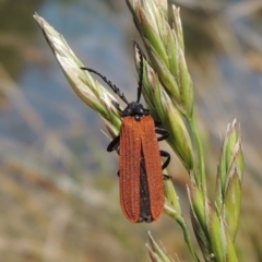 Porrostoma sp. (genus) (Lycid, Net-winged beetle) at Gordon, ACT - 27 Nov 2019 by MichaelBedingfield