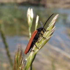 Porrostoma sp. (genus) at Gordon, ACT - 27 Nov 2019