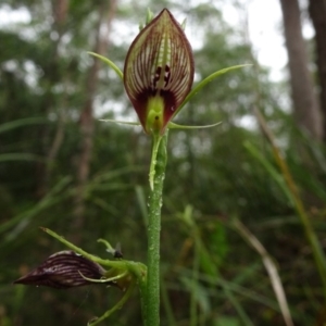 Cryptostylis erecta at Tewantin, QLD - suppressed