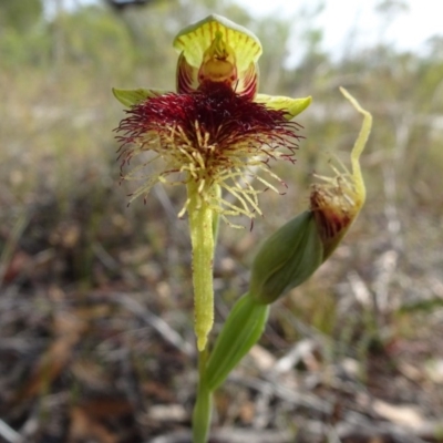 Calochilus grandiflorus (Giant Beard Orchid) - 1 Jan 1900 by JoanH
