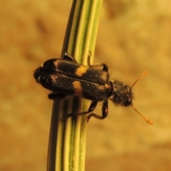 Eleale pulchra (Clerid beetle) at Paddys River, ACT - 27 Nov 2019 by MichaelBedingfield