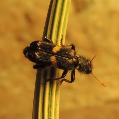 Eleale pulchra (Clerid beetle) at Paddys River, ACT - 27 Nov 2019 by MichaelBedingfield