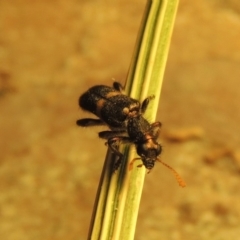 Eleale pulchra at Paddys River, ACT - 27 Nov 2019 09:59 PM