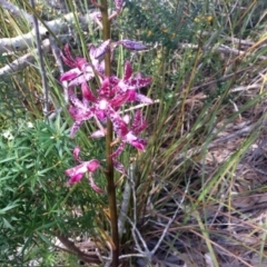 Dipodium variegatum (Blotched Hyacinth Orchid) - 1 Jan 1900 by JoanH