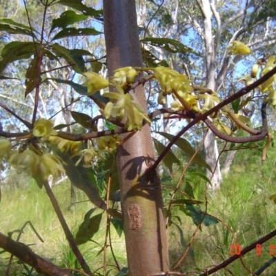 Erythrorchis cassythoides (Climbing Orchid) at Tewantin National Park - 19 Aug 2011 by JoanH