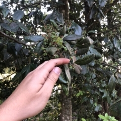 Guioa semiglauca (Wild Quince) at Wattamolla, NSW - 19 Dec 2019 by BotanyDangle