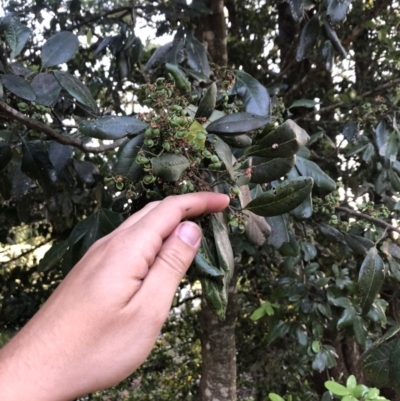 Guioa semiglauca (Wild Quince) at Wattamolla, NSW - 19 Dec 2019 by BotanyDangle