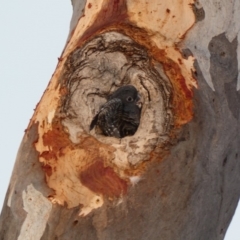 Callocephalon fimbriatum at Deakin, ACT - suppressed