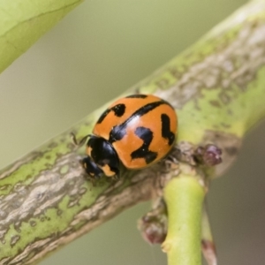 Coccinella transversalis at Michelago, NSW - 14 Dec 2019