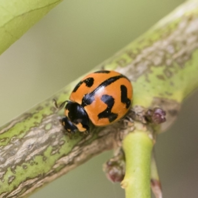 Coccinella transversalis (Transverse Ladybird) at Michelago, NSW - 14 Dec 2019 by Illilanga