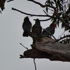 Callocephalon fimbriatum at Hughes, ACT - 10 Jan 2020