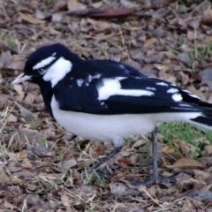 Grallina cyanoleuca (Magpie-lark) at Bruce, ACT - 21 Jul 2018 by JanetRussell