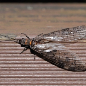 Archichauliodes (Riekochauliodes) guttiferus at Acton, ACT - 14 Jan 2020 12:36 PM