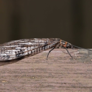 Archichauliodes (Riekochauliodes) guttiferus at Acton, ACT - 14 Jan 2020 12:36 PM