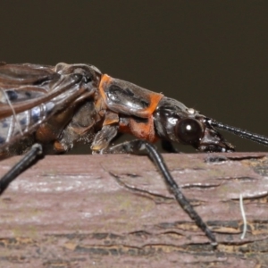 Archichauliodes (Riekochauliodes) guttiferus at Acton, ACT - 14 Jan 2020 12:36 PM