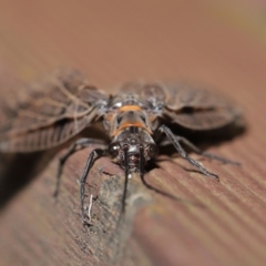 Archichauliodes (Riekochauliodes) guttiferus at Acton, ACT - 14 Jan 2020 12:36 PM