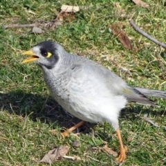 Manorina melanocephala (Noisy Miner) at Bruce, ACT - 20 Aug 2018 by JanetRussell