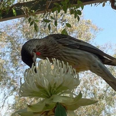 Anthochaera carunculata (Red Wattlebird) at Aranda, ACT - 15 Oct 2012 by JanetRussell