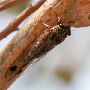 Galanga labeculata at Chapman, ACT - 13 Jan 2020