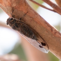 Galanga labeculata at Chapman, ACT - 13 Jan 2020 01:58 PM