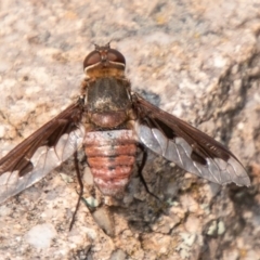 Balaana sp. (genus) (Bee Fly) at Chapman, ACT - 13 Jan 2020 by SWishart