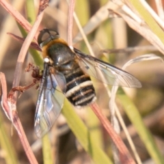 Villa sp. (genus) (Unidentified Villa bee fly) at Chapman, ACT - 13 Jan 2020 by SWishart