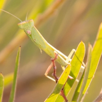 Orthodera ministralis (Green Mantid) at Stromlo, ACT - 13 Jan 2020 by SWishart