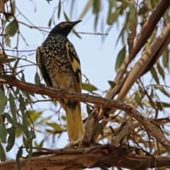 Anthochaera phrygia (Regent Honeyeater) at Watson Woodlands - 15 Jan 2020 by RodDeb