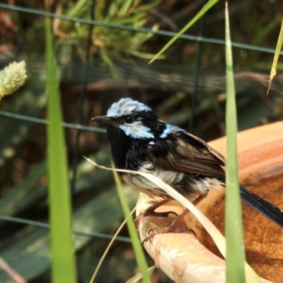 Malurus cyaneus (Superb Fairywren) at Burradoo, NSW - 15 Jan 2020 by GlossyGal