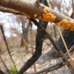 Pyronema sp. A (Golden Fire fungus) at Bawley Point, NSW - 8 Jan 2020 by Marg