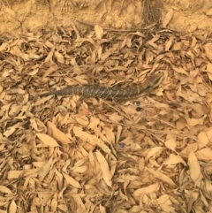 Tiliqua scincoides scincoides (Eastern Blue-tongue) at Mogood, NSW - 14 Jan 2020 by Marg