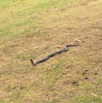 Pseudechis porphyriacus (Red-bellied Black Snake) at Bawley Point, NSW - 13 Jan 2020 by Marg