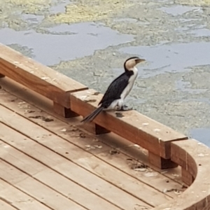 Microcarbo melanoleucos at Acton, ACT - 15 Jan 2020