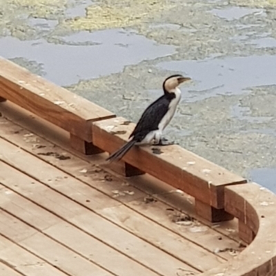 Microcarbo melanoleucos (Little Pied Cormorant) at Acton, ACT - 15 Jan 2020 by Bioparticles