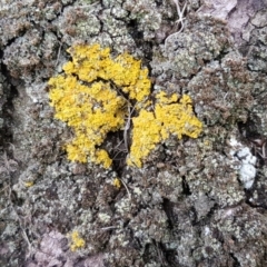 Xanthoria sp. (A lichen) at Acton, ACT - 15 Jan 2020 by Bioparticles